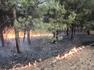 Adıyaman'da ormanlık alanda çıkan yangın söndürüldü