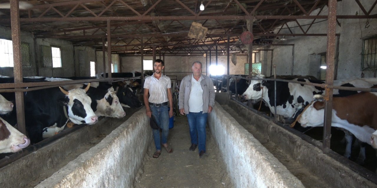 Kurbanlık alırken neler dikkat edilmeli! İşte uzmanından önemli uyarılar