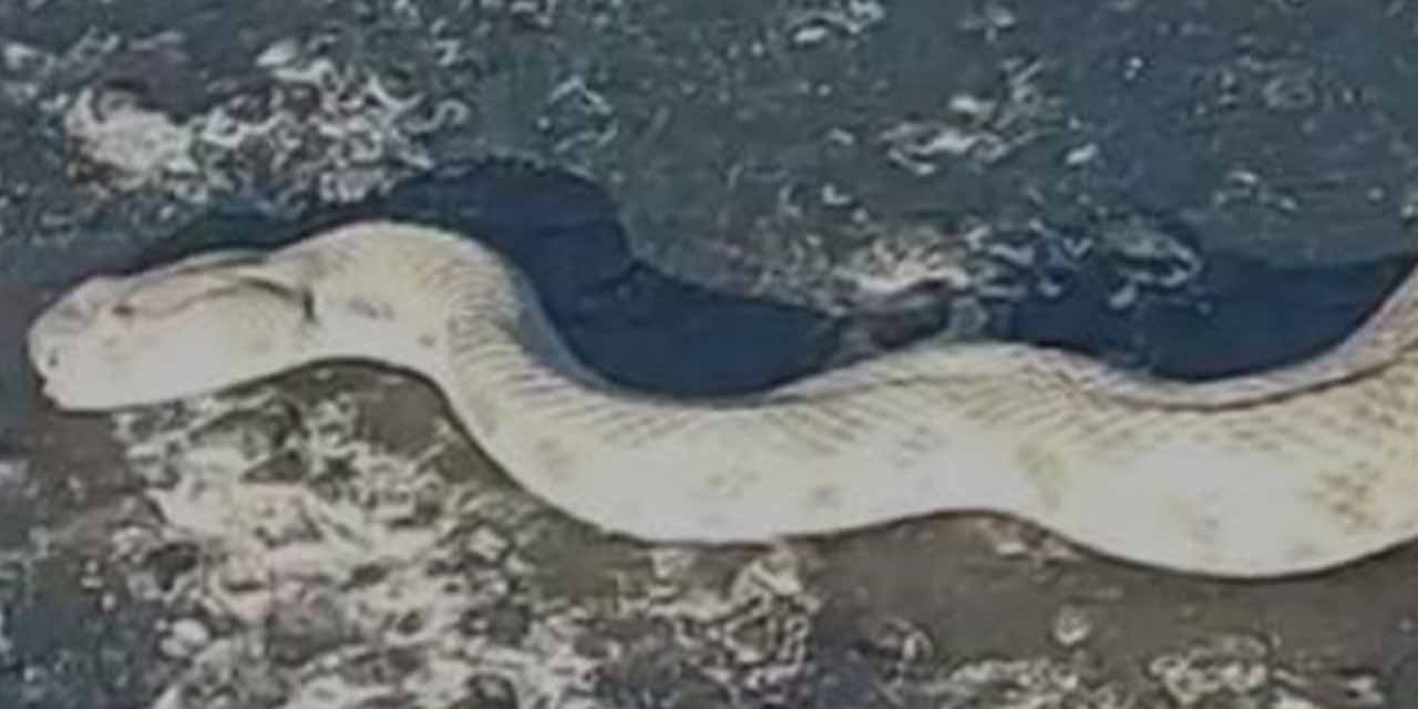 Dev engerek karayoluna indi