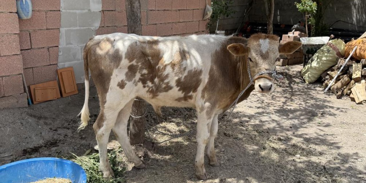Firari buzağı 9 ay sonra sahibine teslim edildi