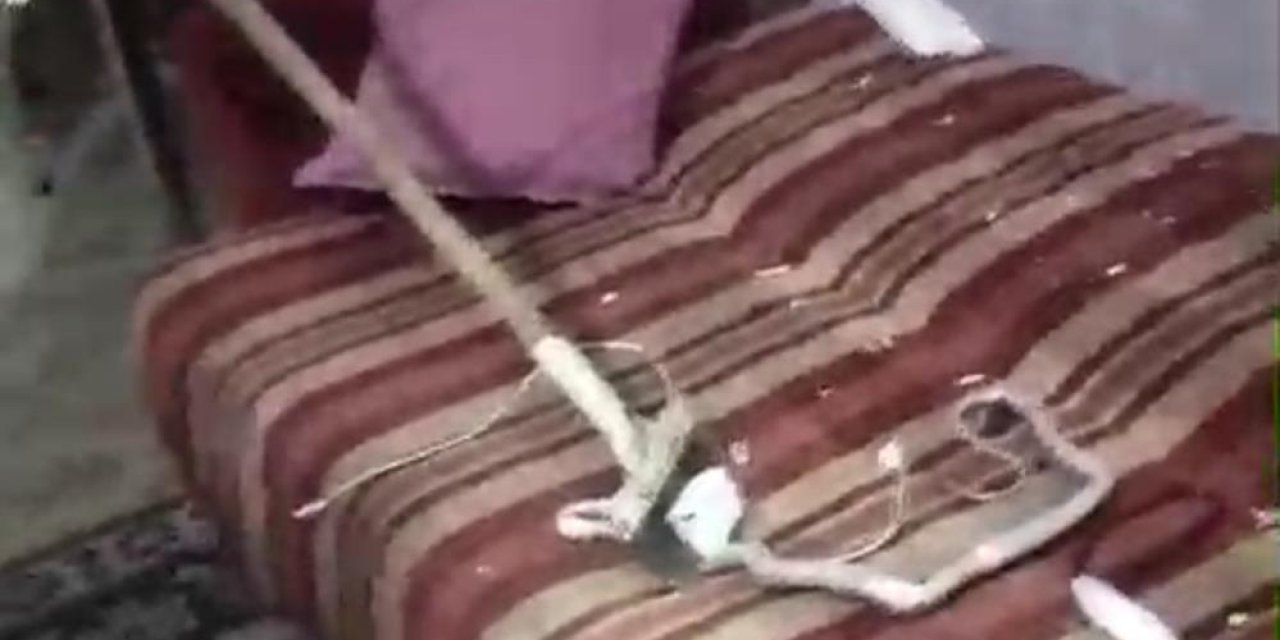 Evde yakalanan yılan doğaya salındı