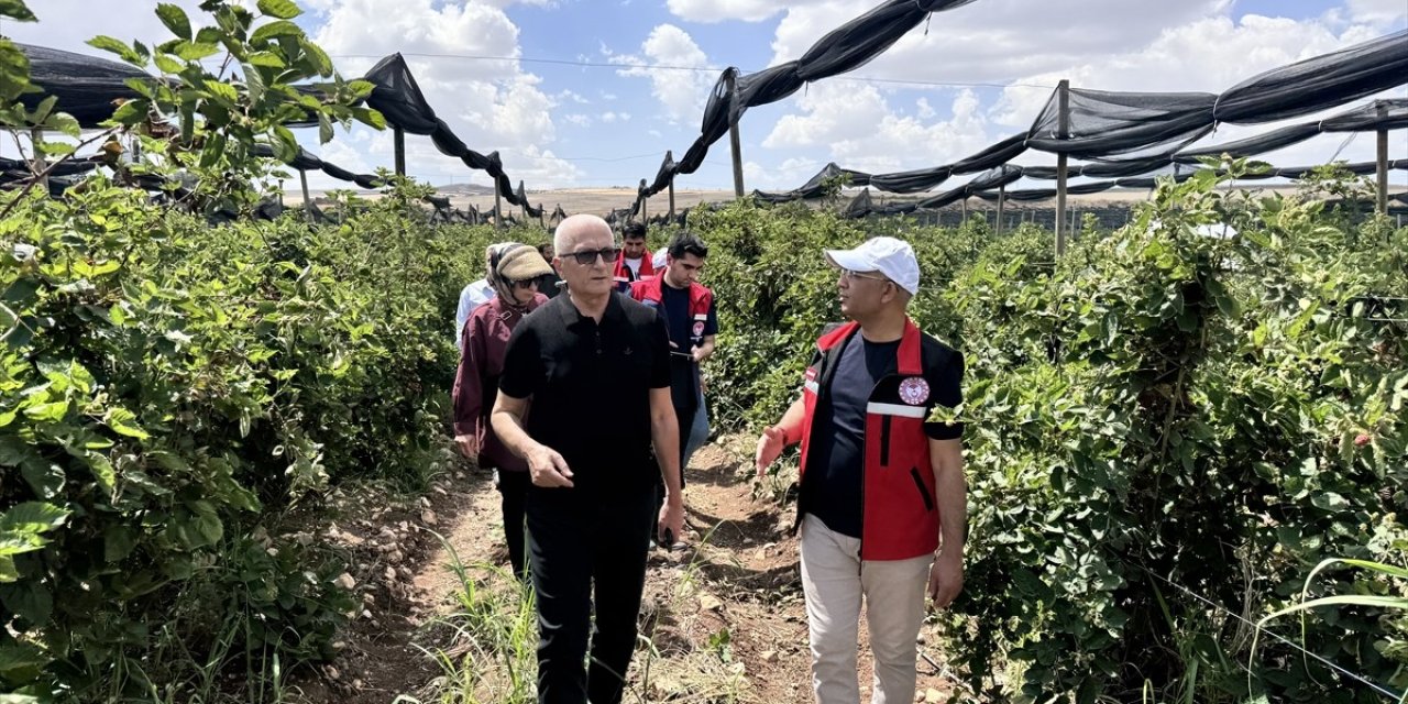 Siirt'te 34 milyon liralık destek! 250 dekar alanda üretim yapılacak