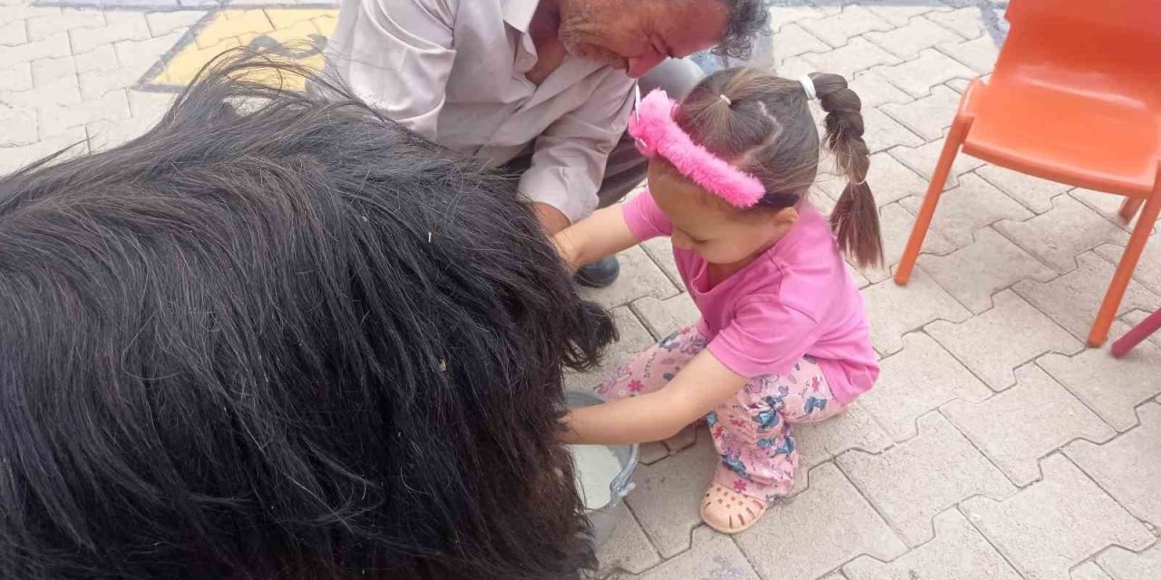 Şırnaklı Öğrenciler Keçi Sağımını Uygulamalı Öğrendiler