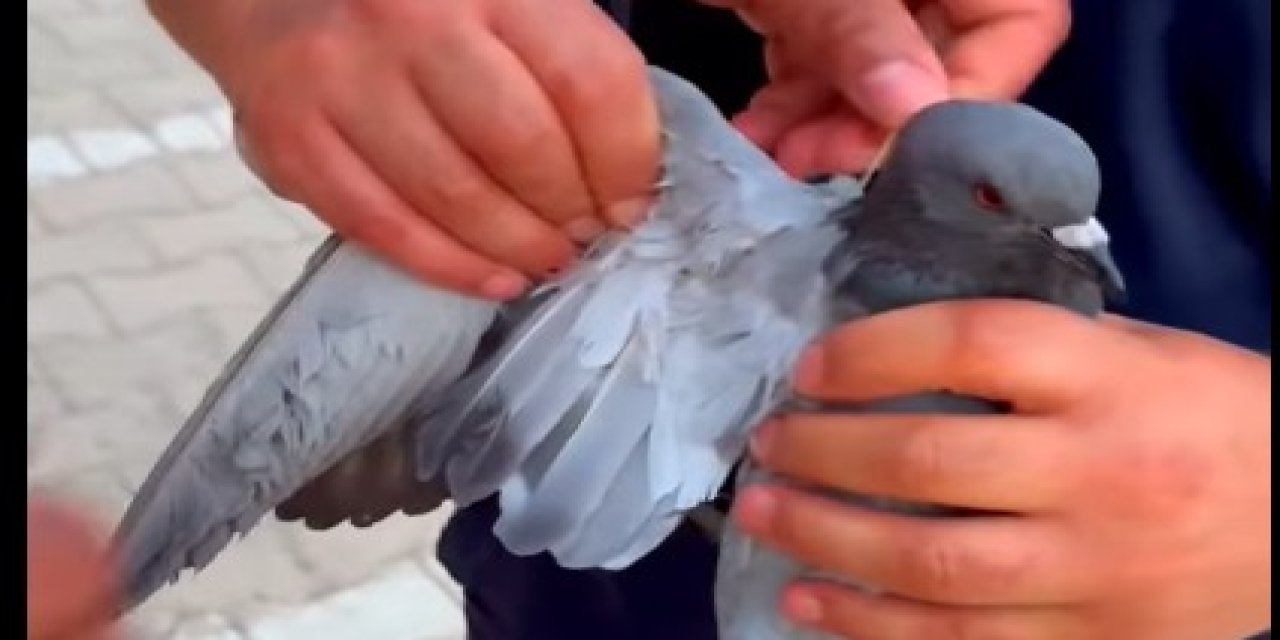 Cizre’de İpe takılan Güvercin İtfaiye Ekipleri Tarafından Kurtarıldı