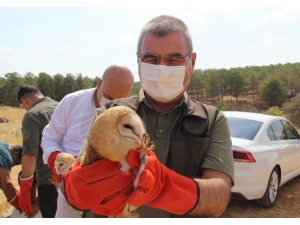 Şanlıurfa'da tedavisi tamamlanan 12 peçeli baykuş doğaya bırakıldı
