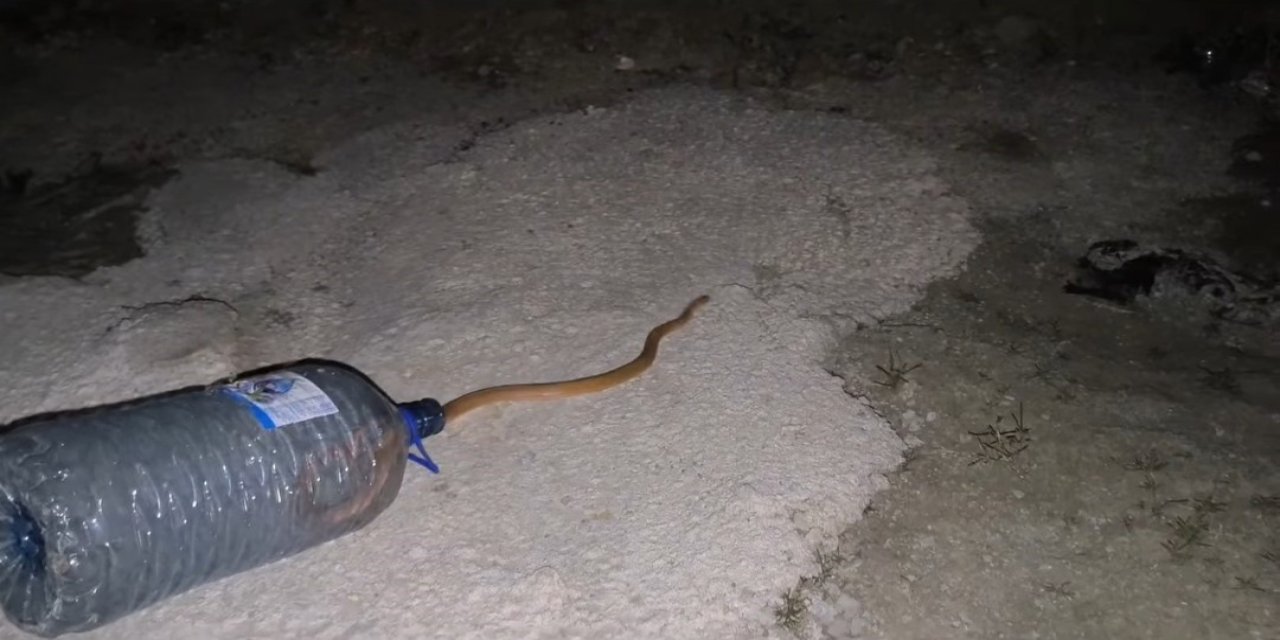 Van’da bir aracın motoruna yılan girdi! Ekipler yardıma koştu