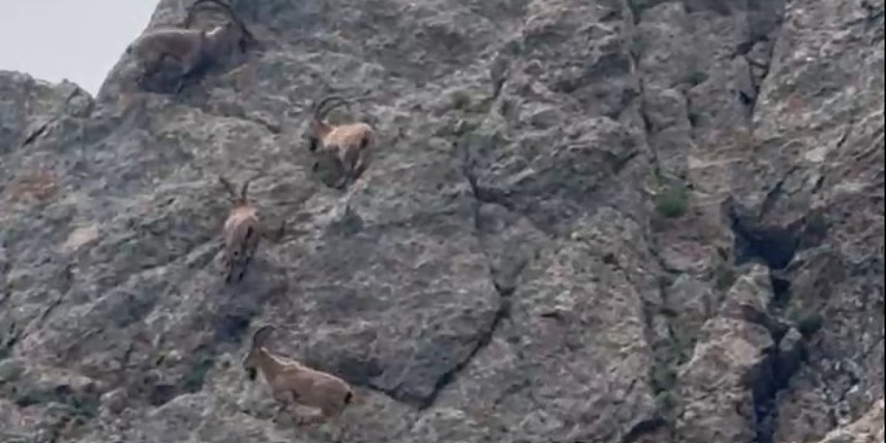 Şırnaklı Vatandaşlar Hakkari Dağlarında Yaban Keçisi Görüntüledi