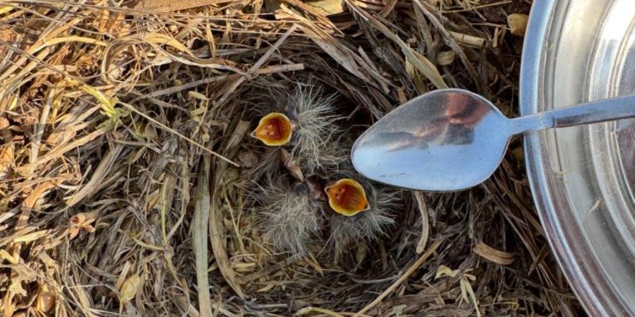Vefa Örneği: Tarlasında bulduğu kuş yavrularına kaşıkla su verdi