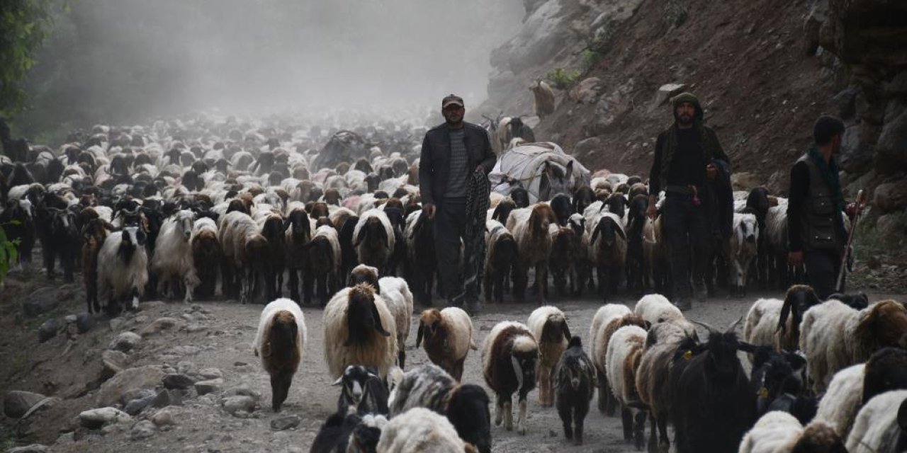 Şırnaklı Göçerler 300 Bin Hayvanı 4 Ay Boyunca Yaylada Besleyecek