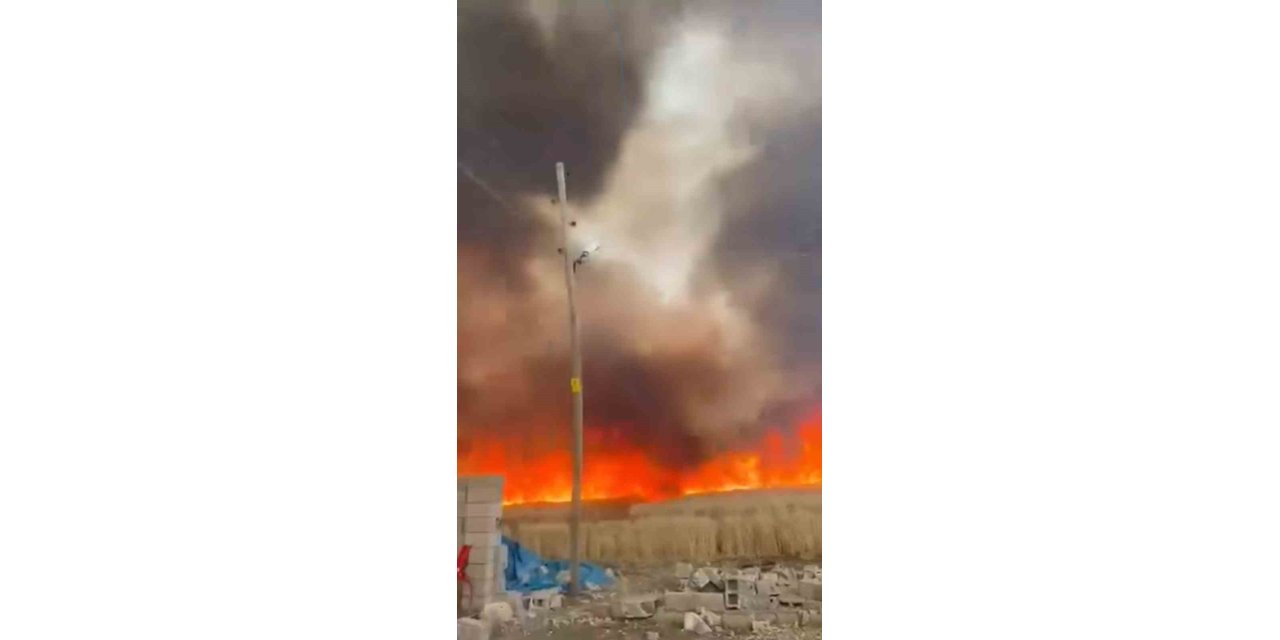 Mardin’de 350 Dönüm Buğday Tarlası Küle Döndü