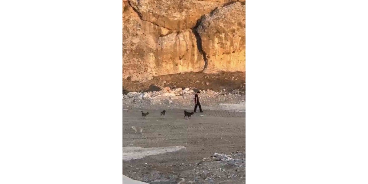 Köpeklerin Saldırısına Aldırış Etmeden Yoluna Devam Etti