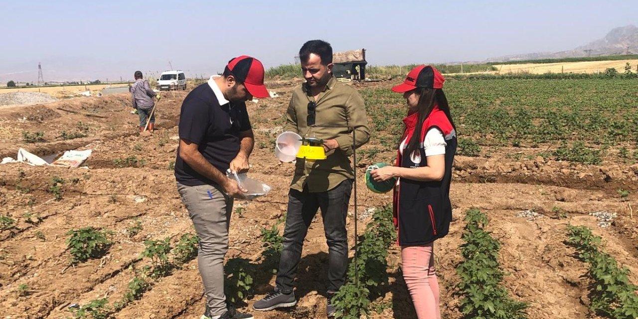 Şırnak'ta Zararlı Popülasyonlara Karşı Feromon Tuzaklarıyla Mücadele Sürüyor