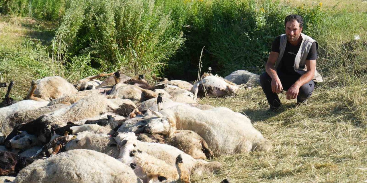 Muş’ta garip olay! 150 koyun telef oldu
