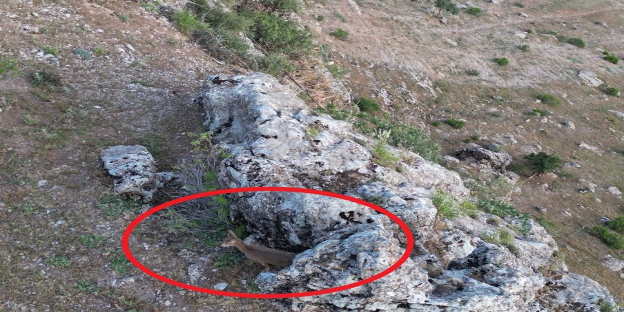 Şırnak'ta Sürüyü Gören Dağ Keçileri Köye İndi