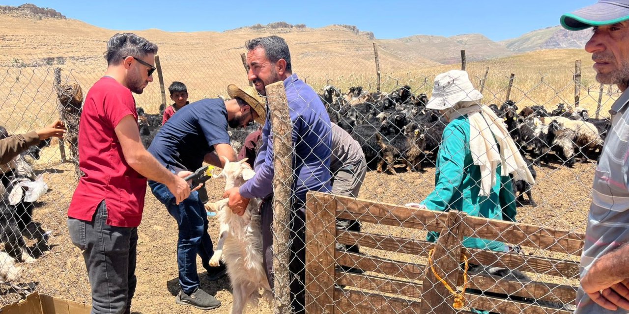 Şırnak'ta Tarım ve Orman İl Müdürlüğü Tarafından Küçükbaş Hayvanlara Küpeleme İşlemi