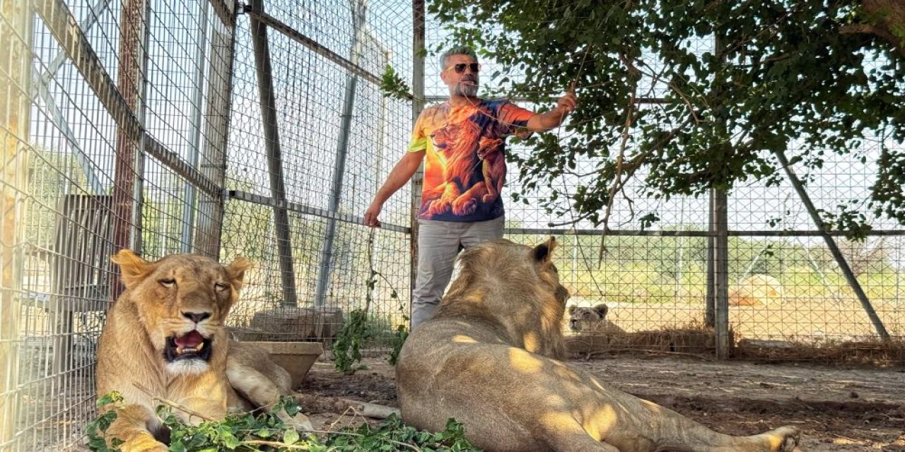 Diyarbakırlı hayvan sever, 14 aslanıyla Irak'ta yaşıyor