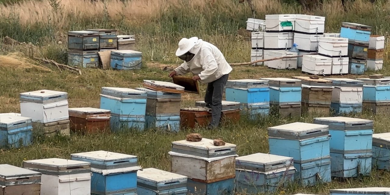 Cilo Dağı eteklerinde bu yıl 3 ton bal üretimi bekleniyor