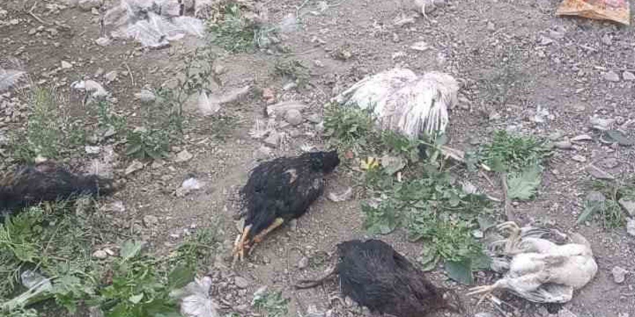 Hakkari'de sokak köpekleri çok sayıda kümes hayvanlarını telef etti