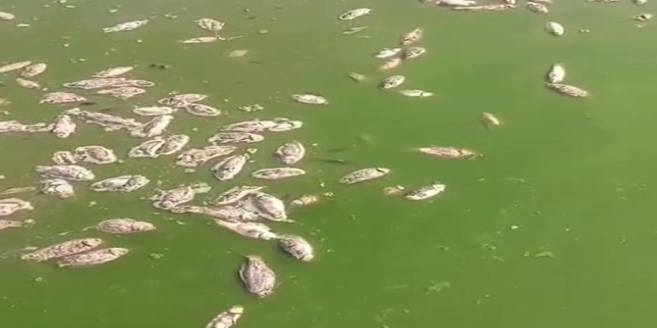 İdil’de Göletler Kurudu, Balıklar Toplu Halde Öldü