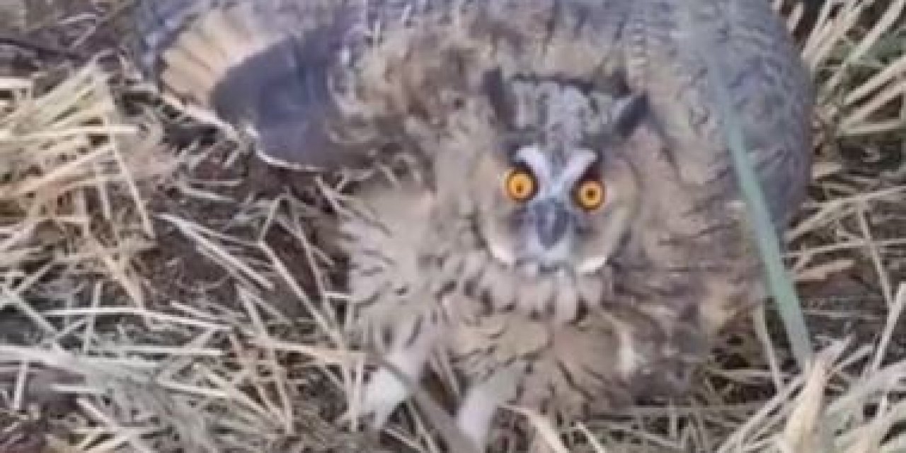 Siverek’te Nesli Tükenme Tehlikesi Altındaki Kulaklı Baykuş Görüldü