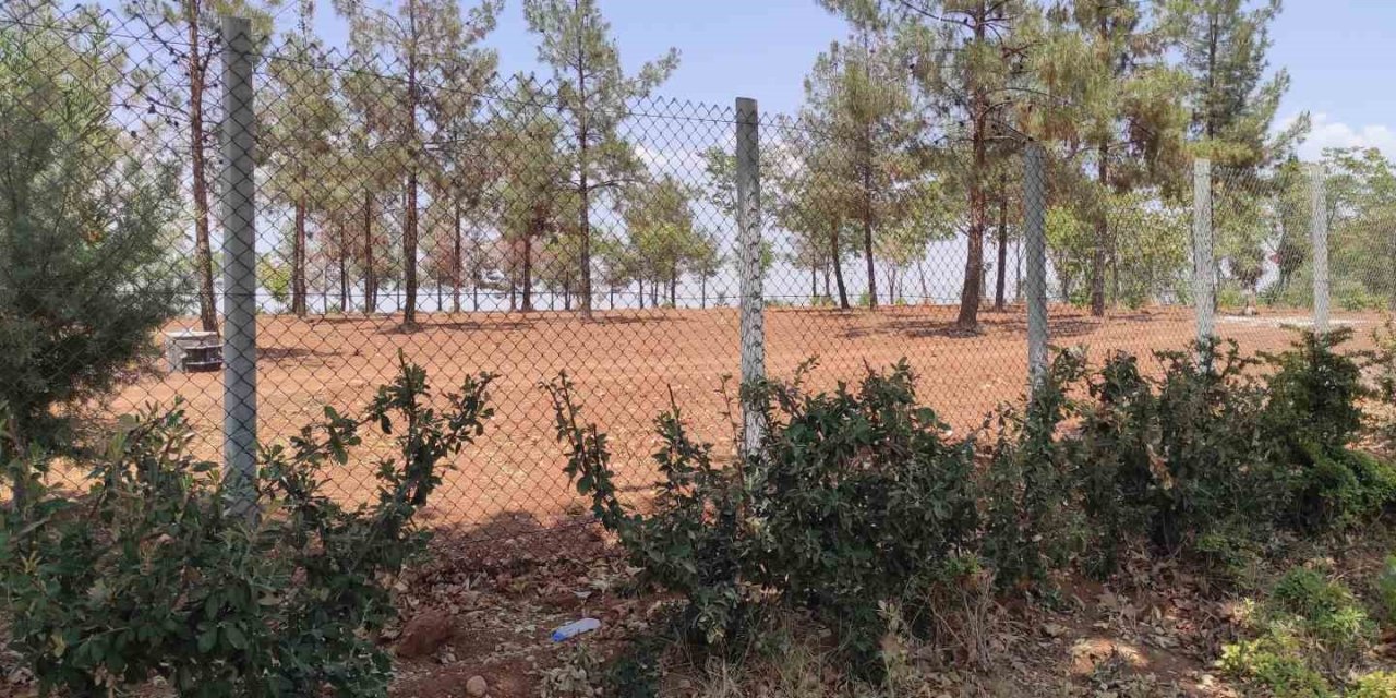 Başıboş Köpekler Koruma Altındaki Ceylanları Parçaladı