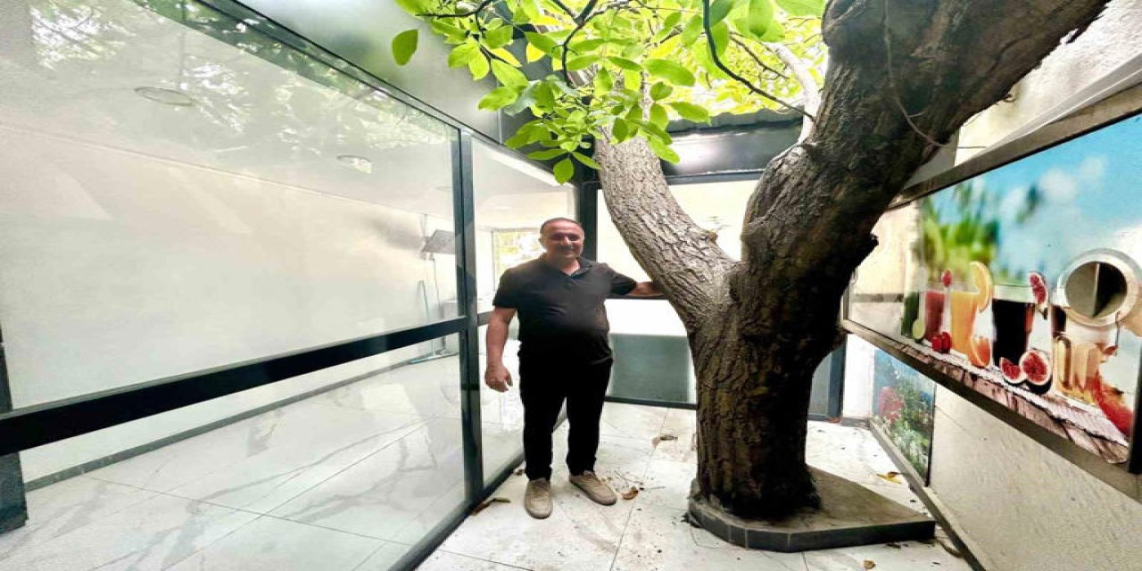 Van’da asırlık ceviz ağacı kesilmeyerek iş yerinin ortasında yaşatılıyor