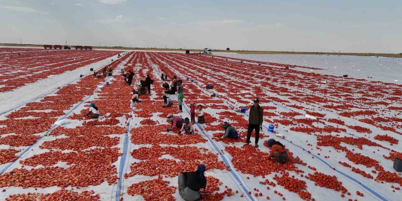 Kavurucu Sıcağı Altında Kurutulan Domatesler Avrupa’ya İhraç Ediliyor