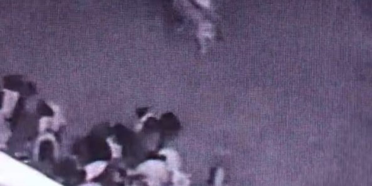 Batman’da Ahıra Giren Kurt Sürüye Saldırdı: O Anlar Kamerada