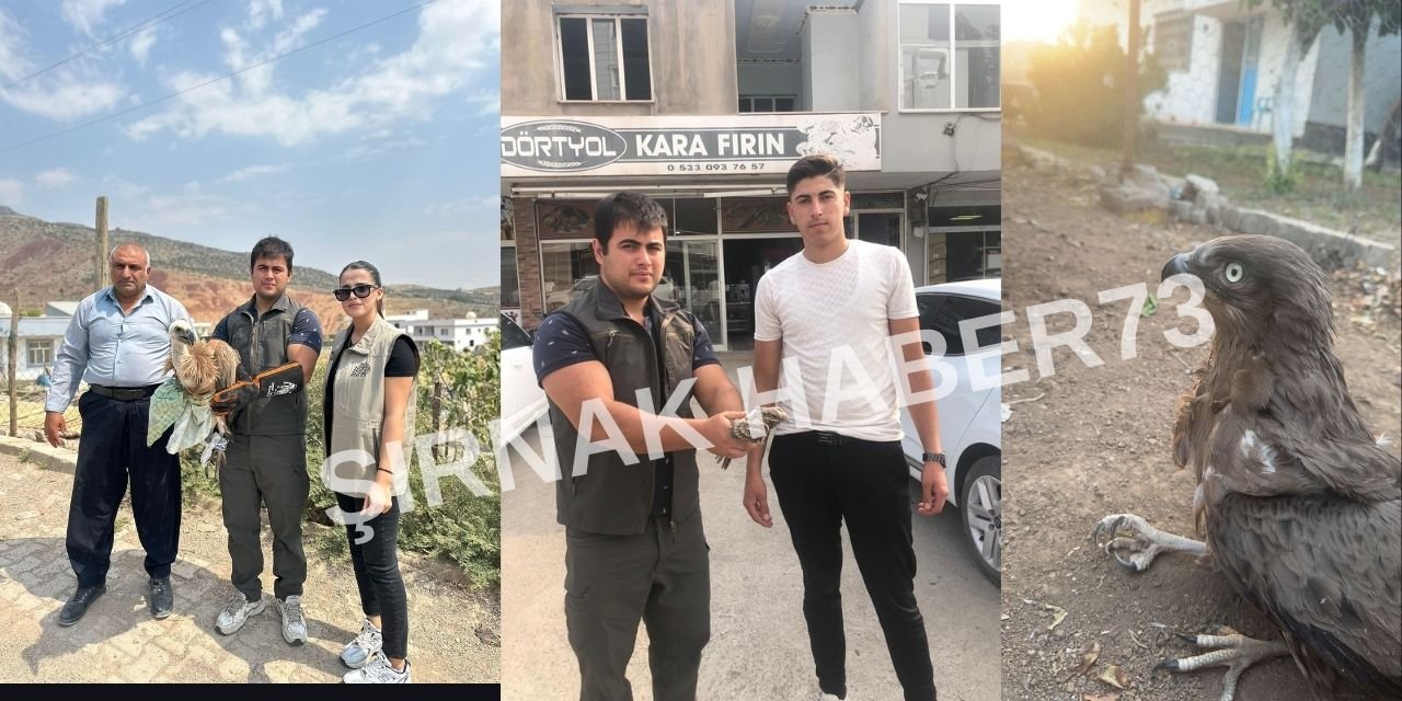 Şırnak’ta Yaralı Yaban Hayvanlarına Şefkat Eli: 4 Tür Tedavi Altına Alındı
