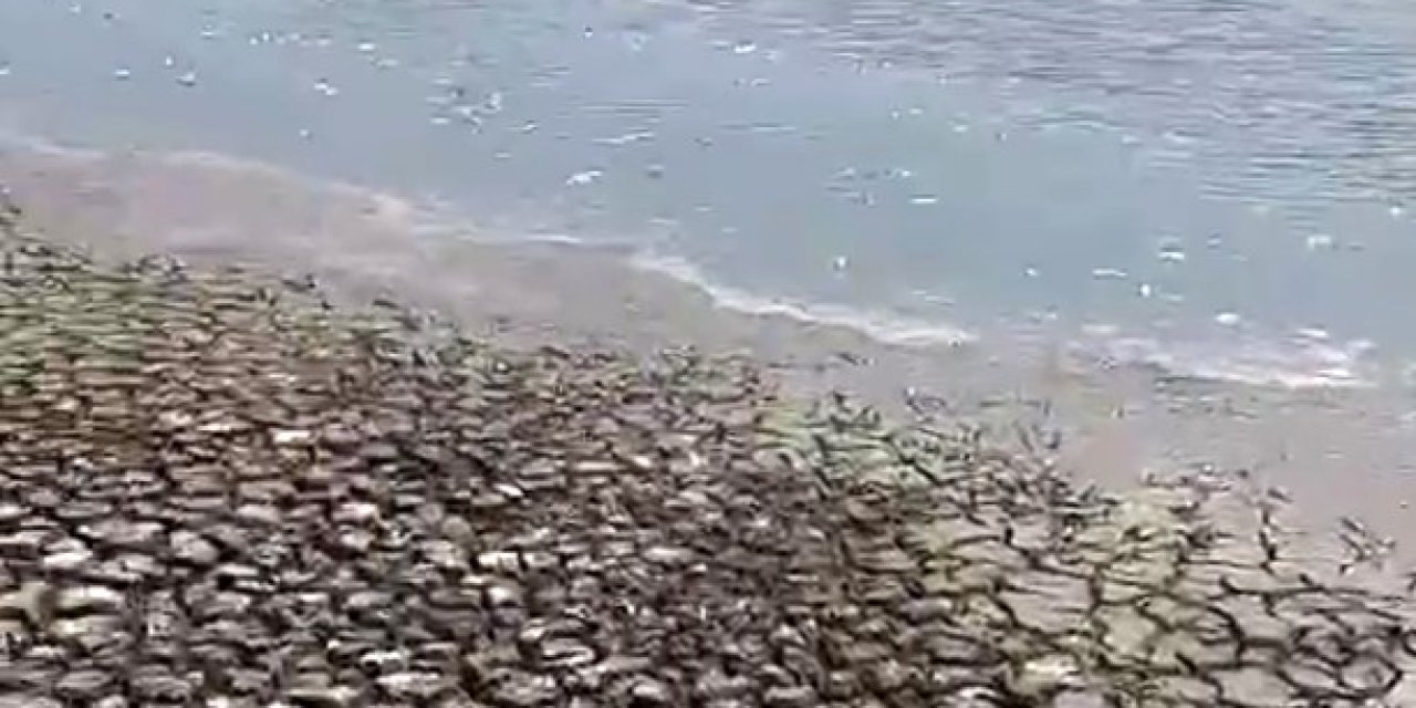 Siverek’teki Gölette Sular Çekildi, Balıklar Telef Oldu