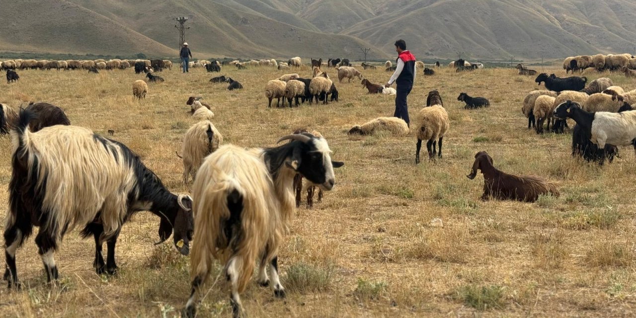 Şırnak’ın Yaylalarında Binlerce Hayvan ve Kovan Kontrolden Geçti