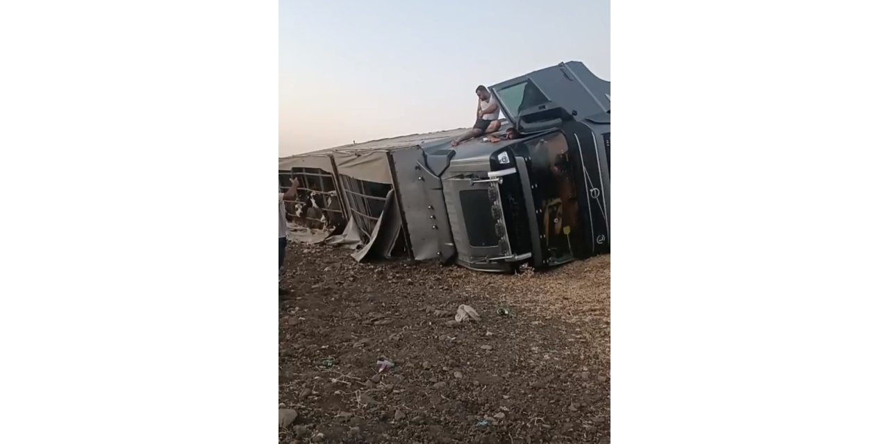 Siverek’te Büyükbaş Hayvan Yüklü Tır Devrildi
