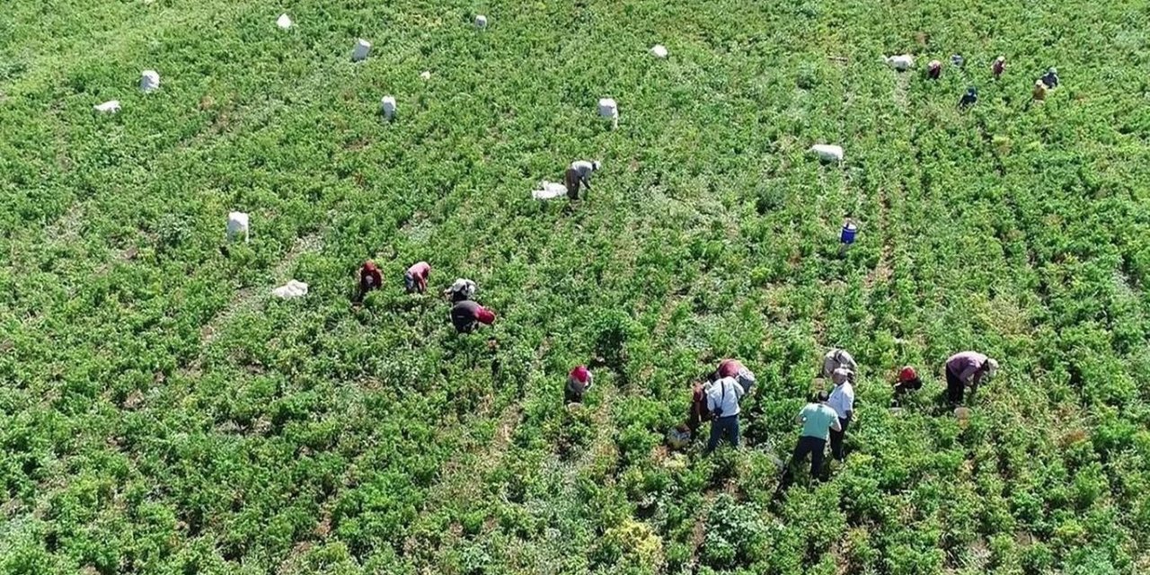 Kavurucu Sıcakta Kadınların Biber Mesaisi Başladı