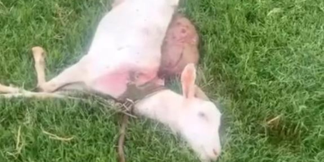 Kızıltepe'de sokak köpekleri keçileri telef etti