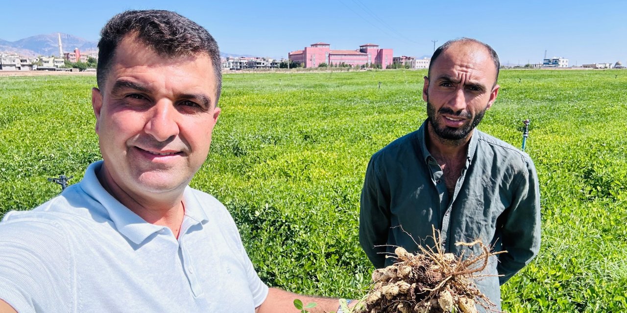Şırnak’ta Yer Fıstığı Tarlada 32 TL, Raflarda 149 TL