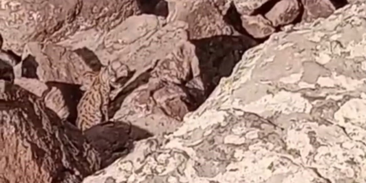 Van’da nesli tükenmekte olan vaşaklar görüntülendi