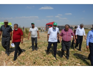 AK Parti Batman Milletvekili Ziver Özdemir mısır hasadına katıldı