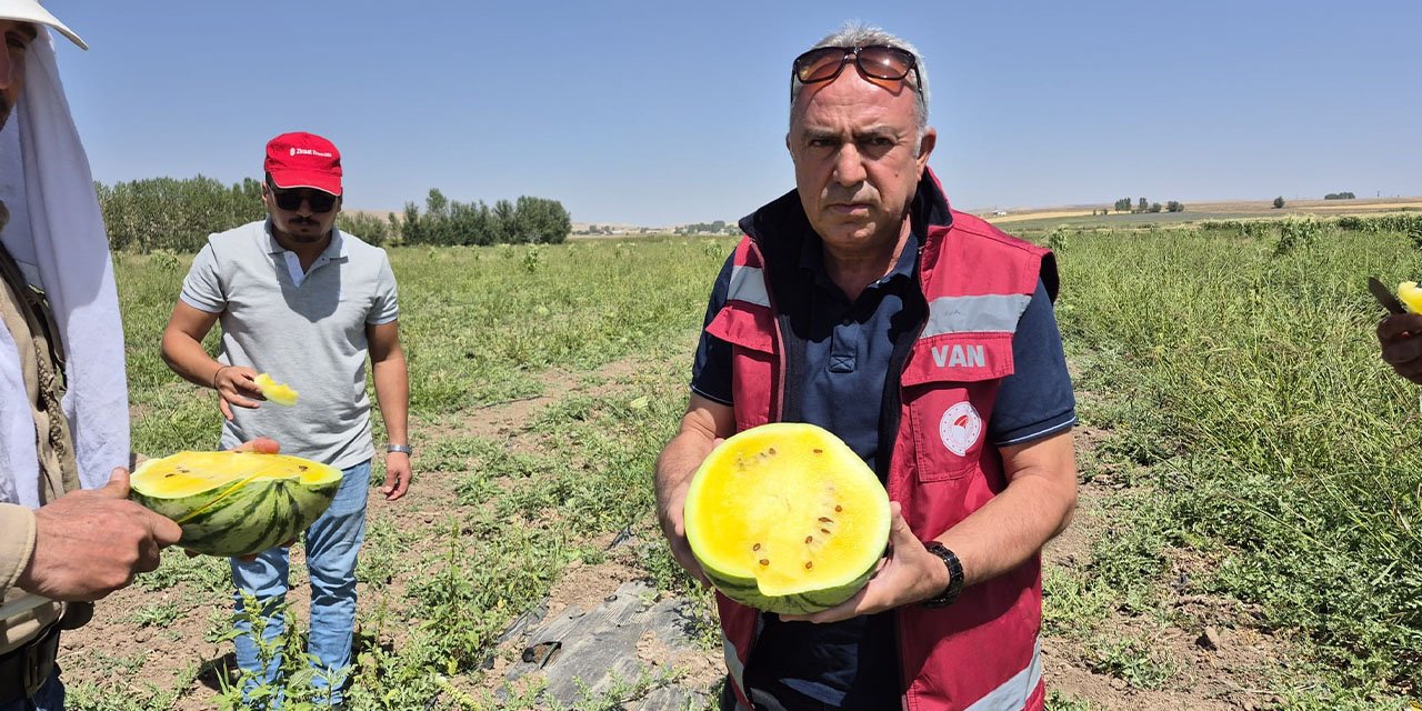 Van'da sarı karpuz hasadı yapıldı
