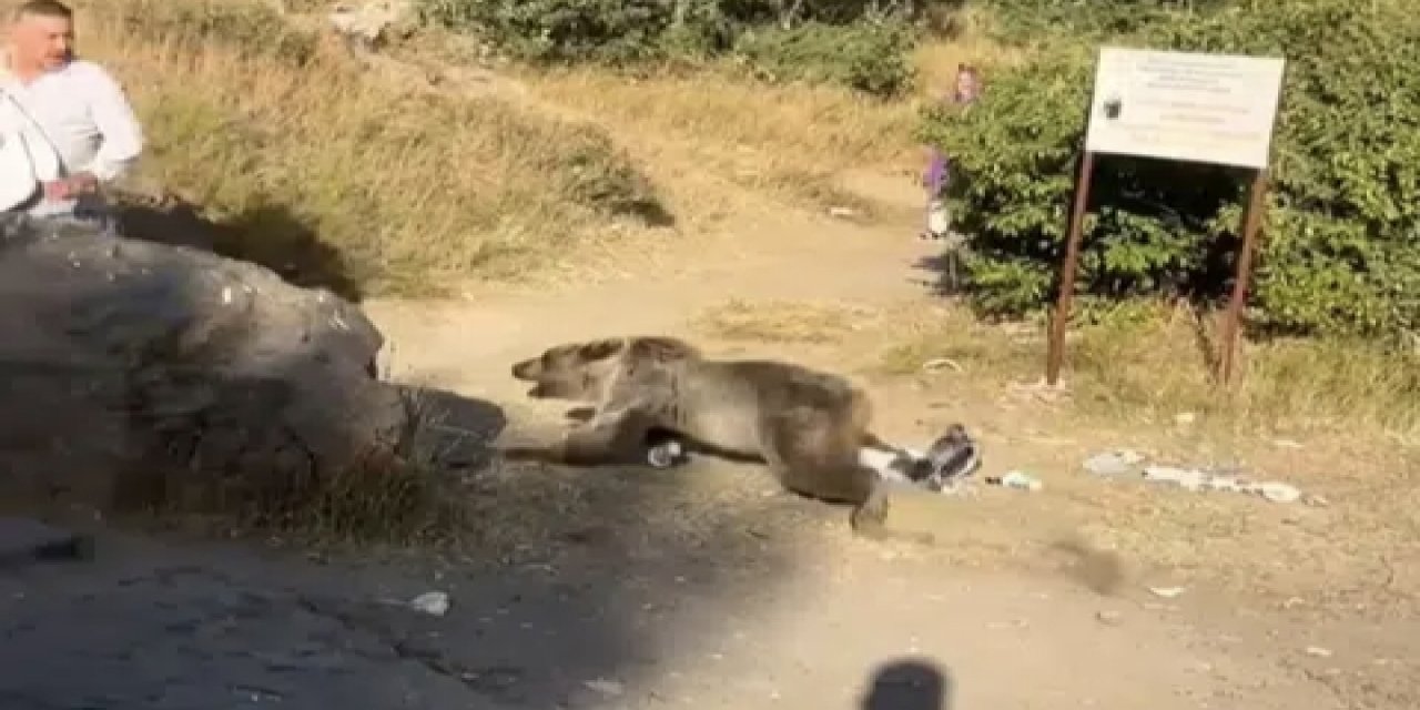 Bitlis’te kucağında bebekle ayı saldırısına uğradı! O anlar kamerada