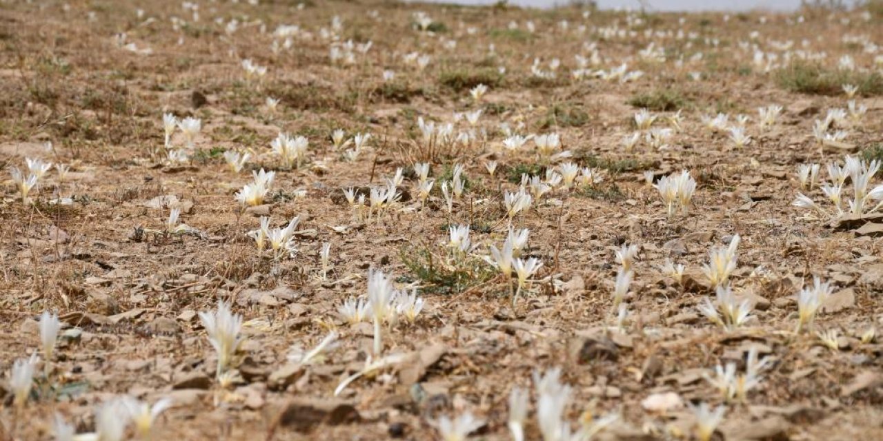 Şırnak'ta Göçerler bu çiçekler açınca yaylayı terk ediyorlar