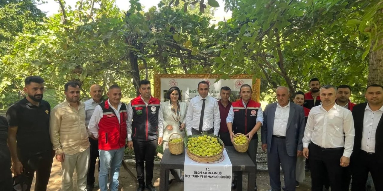 Şırnak’ta Coğrafi İşaretli Behnat İnciri Hasadı Başladı! Silopi’de Renkli Program Düzenlendi