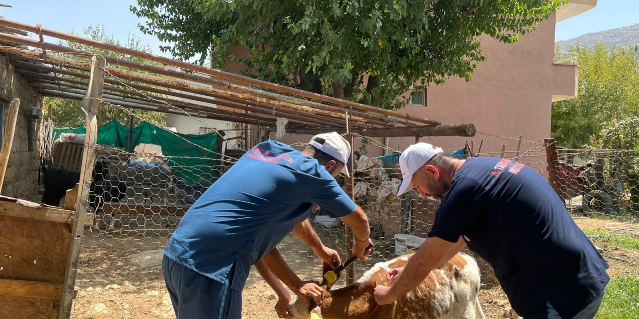Şırnak’ta Hayvan Sağlığı İçin Şap Hastalığına Karşı Yoğun Denetim