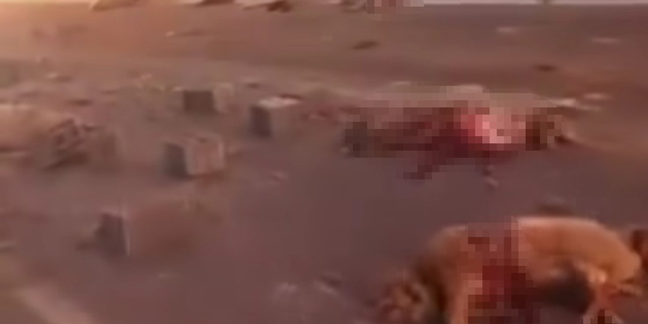 Van’da kamyonetin sürüye çarpmasıyla onlarca koyun telef oldu