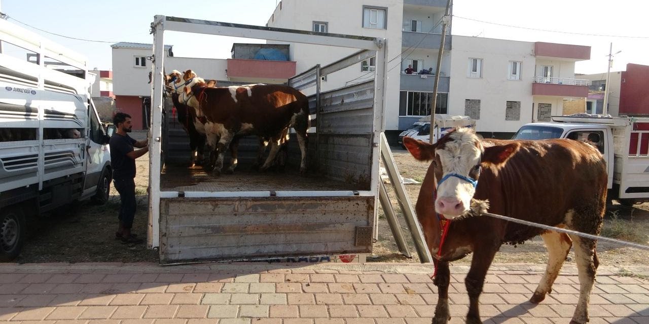 Batman’da hayırsever iş insanı, ailelere geçimlerini sağlamaları için inek bağışladı