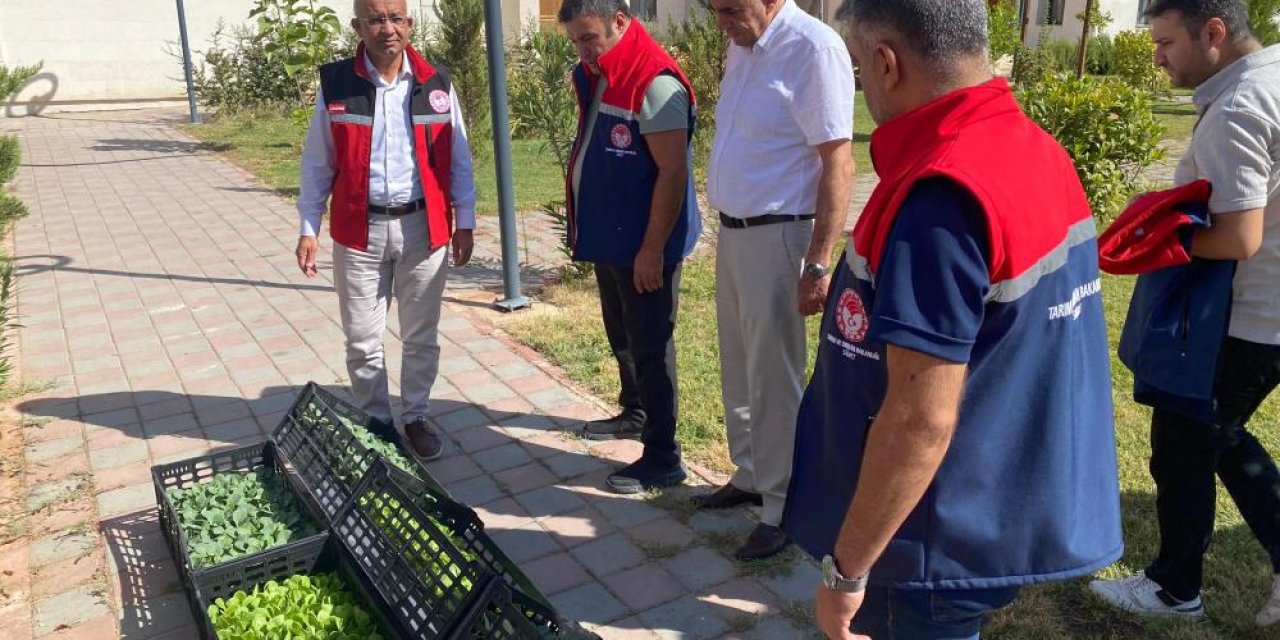 Siirt'te proje kapsamında üreticilere sebze fideleri dağıtıldı