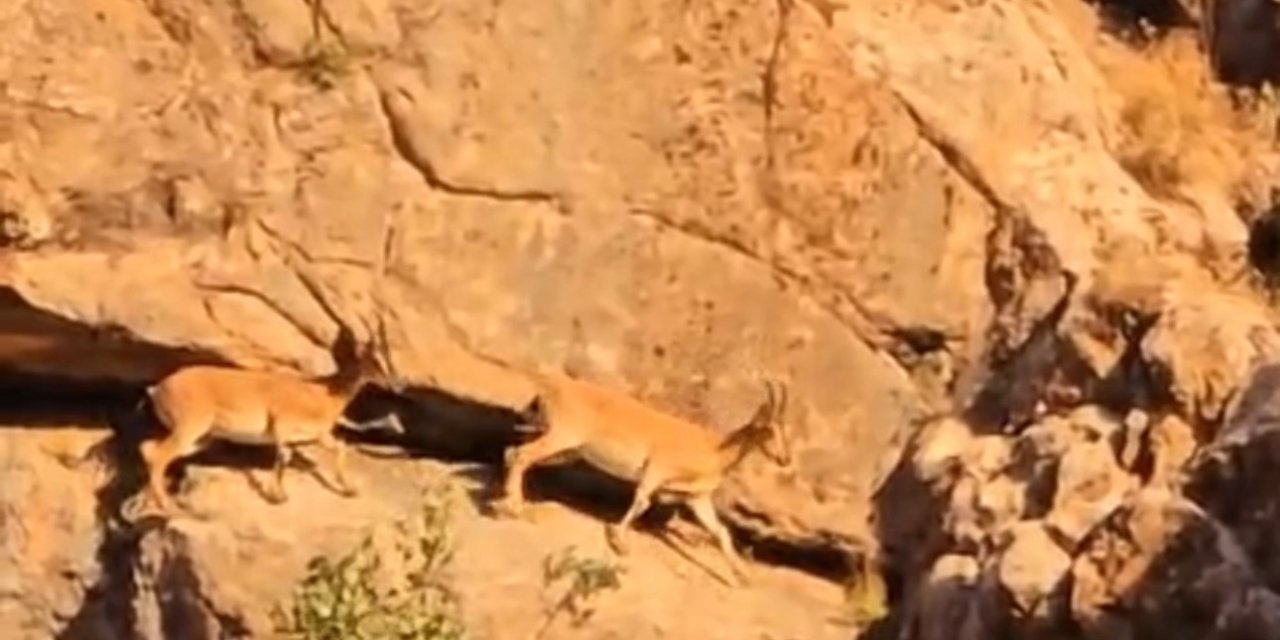 Yüksekova-Van kara yolunda sürü halindeki dağ keçileri görüntülendi