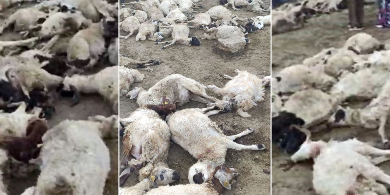 Kurtların saldırısında 111 koyun telef oldu