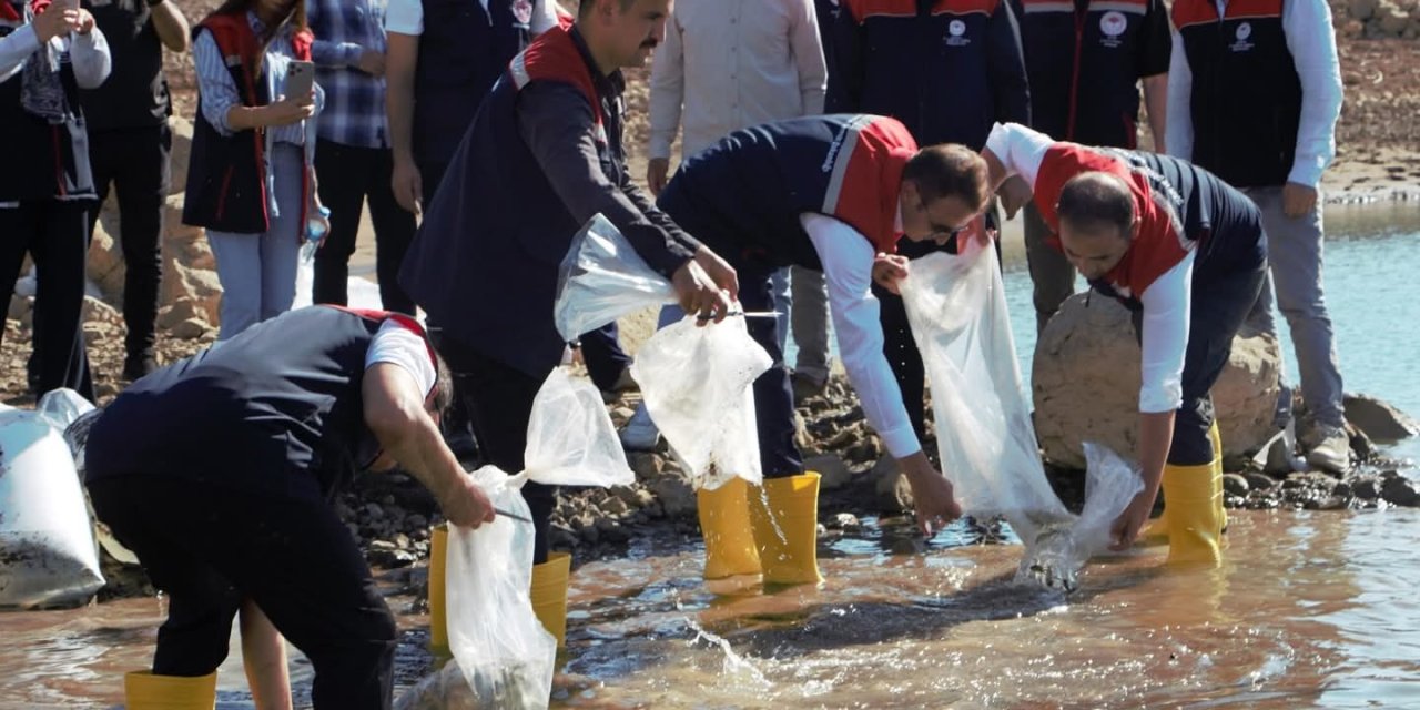 Şırnak’ta 900 Bin Yavru Sazan Suya Bırakıldı