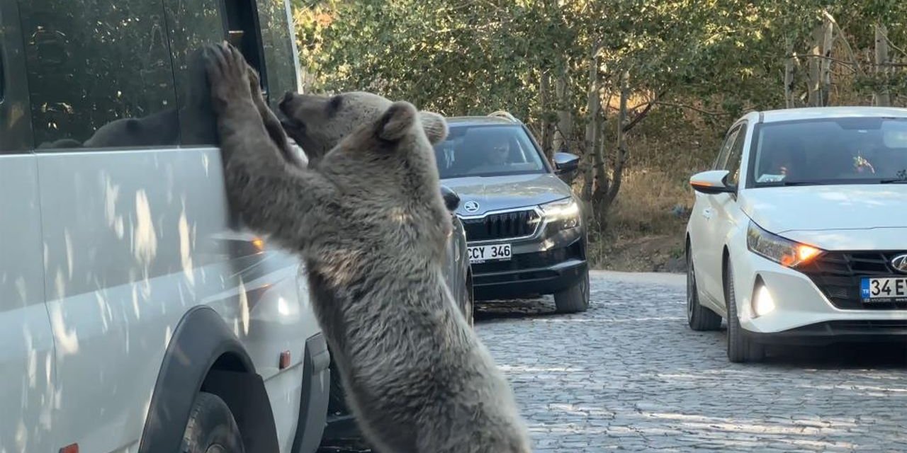 Bitlis’te ayıya ekmek veren vatandaş saldırıdan son anda kurtuldu