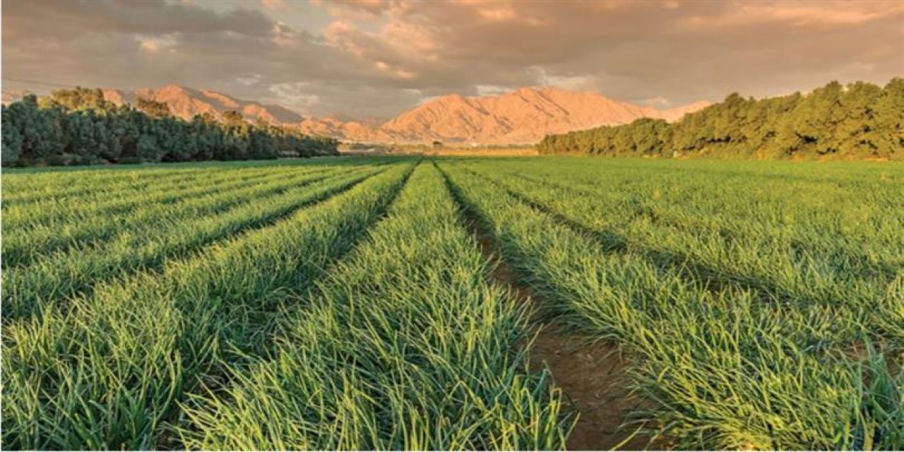 Tapulu Arazi Sahipleri Dikkat! Bugünden İtibaren Başladı